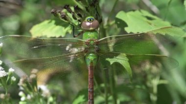 Vadnais Heights, Minnesota. John H. Allison Ormanı. Olgunlaşmamış Yeşil Darner, Beyaz Yılan Ayağına asılı Anax Junius.