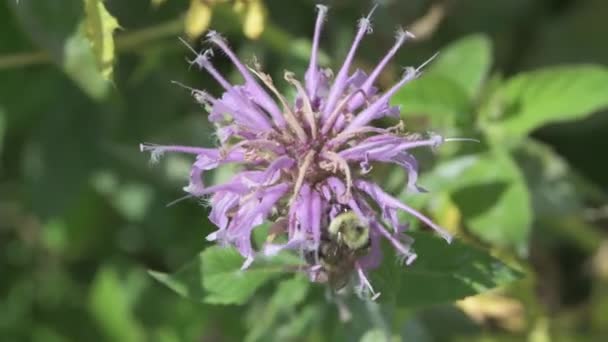 Little Canada Minnesota Bumblebee Alimentando Néctar Uma Flor Bergamota Selvagem — Vídeo de Stock