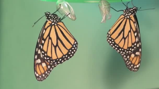 Vadnais Heights Minnesota Ein Paar Monarchfalter Trocknet Ihre Flügel Nachdem — Stockvideo