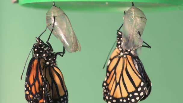 Vadnais Heights Minnesota Ein Paar Monarchfalter Die Ihren Chrysalis Hängen — Stockvideo