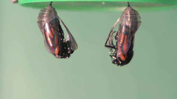 Vadnais Heights Minnesota Pair Monarch Butterflies Emerging Chrysalis Same Time — Stock Video