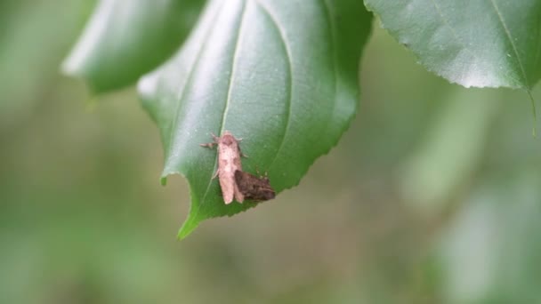 Vadnais Heights Minnesota John Allison Forest Grass Tubeworm Moth Acrolophus — Stock Video