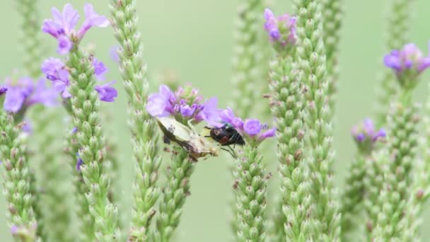 Vadnais Heights Minnesota Bug Emboscada Jagged Phymata Pennsylvanicastabs Paralisando Uma — Vídeo de Stock