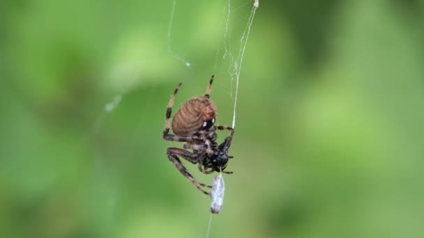 明尼苏达州Vadnais Heights John Allison森林 斑点线织蜘蛛正在伺候在他的网中的蜜蜂 — 图库视频影像