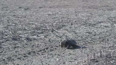 Missouri 'de. Loess Bluffs Ulusal Vahşi Yaşam Sığınağı. Kapan Kaplumbağa ve Chelydra yılanı kuraklığın hüküm sürdüğü gölde su bulmak için yürüyorlar..