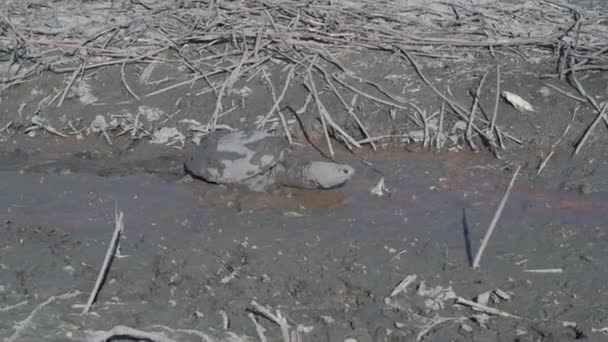 미주리 블러프스 피난처 거북이 Chelydra Serpentina 스트라이크 호수에서 진흙을 — 비디오
