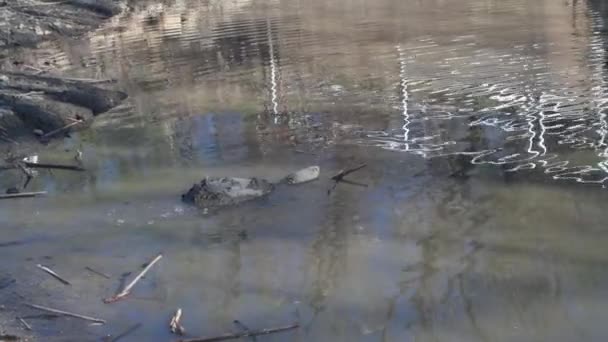 ミズーリ州 ブルフス国立野生生物保護区 スナッピング タートル チェリドラ セルペチナは干ばつで水を見つける — ストック動画