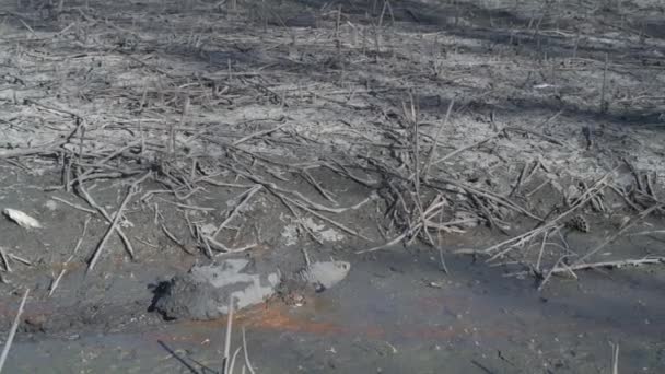 미주리 블러프스 피난처 거북이 Chelydra Serpentina 호수에서 도착하기 진흙을 — 비디오
