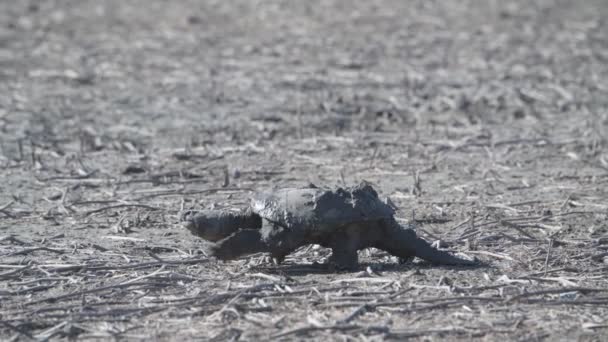 Missouri Loess Bluffs National Wildlife Refuge Snapping Turtle Chelydra Serpentina — Stock Video