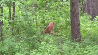 Vadnais Heights, Minnesota. John H. Allison Ormanı. Beyaz kuyruklu geyik, Odocoileus virginianus, ormandaki bitkileri yiyor..