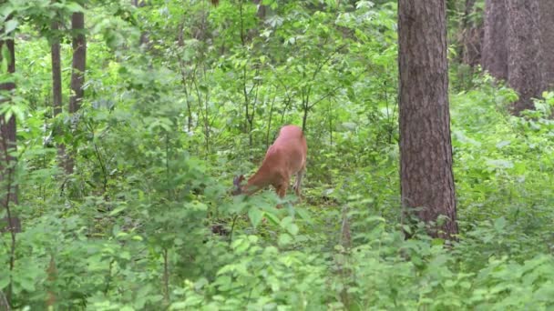 Vadnais Heights Minnesota John Allison Forest Cervos Cauda Branca Odocoileus — Vídeo de Stock