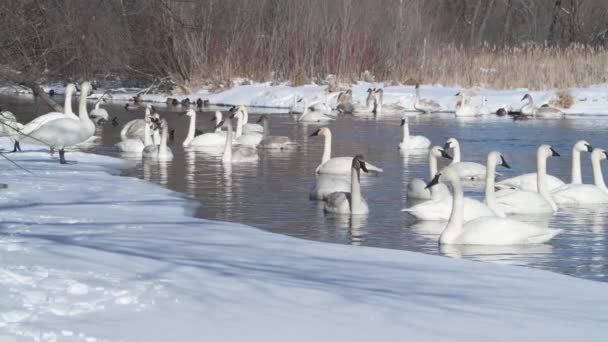 Ваднес Хайтс Миннесота Вонючий Ручей Стая Трубачей Лебедей Плавающих Ручье — стоковое видео
