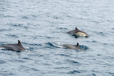 Dana Point, Kaliforniya. Bir grup kısa gagalı yunus, Delphinus Delphis Pasifik okyanusunda yüzüyor.  