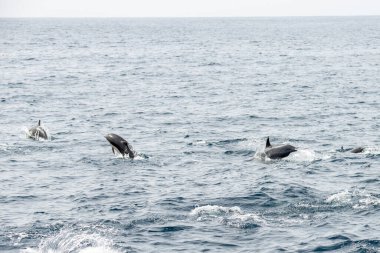 Dana Point, Kaliforniya. Bir grup kısa gagalı yunus, Delphinus Delphis Pasifik okyanusunda yüzüyor.