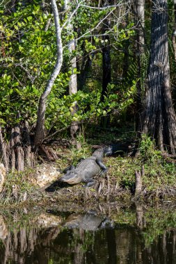 Ochopee, Florida.   American Alligator 