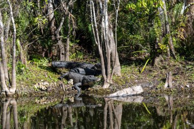 Ochopee, Florida. American Alligator. Alligator mississippiensis. A pair of alligators basking in the sun in a swamp in the Everglades. clipart