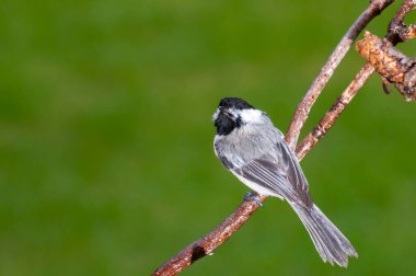 Vadnais Heights, Minnesota.  Black-capped Chickadee, Poecile atricapillus perched on a branch with a beautiful green background. clipart