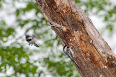 Vadnais Heights, Minnesota.  John H. Allison Forest. A pair of Black-capped Chickadees, Poecile atricapillus building a new nest in an old, decayed tree. One carrying out material while the other one waits to get in the nest.  clipart