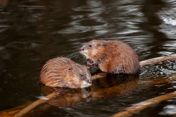 Vadnais Heights, Minnesota.  Vadnais Lake Regional Park. A pair of Muskrats, Ondatra zibethicus resting on branches in a creek. 