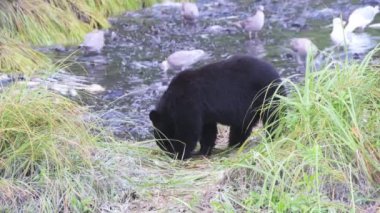 Valdez, Alaska. Siyah bir ayı olan Ursus Americanus somonla beslendikten sonra kameraya doğru yürür.. 