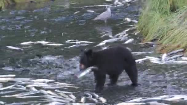 Valdez Alaska American Black Bear Ursus Americanus Walking Shore Fighting — Wideo stockowe