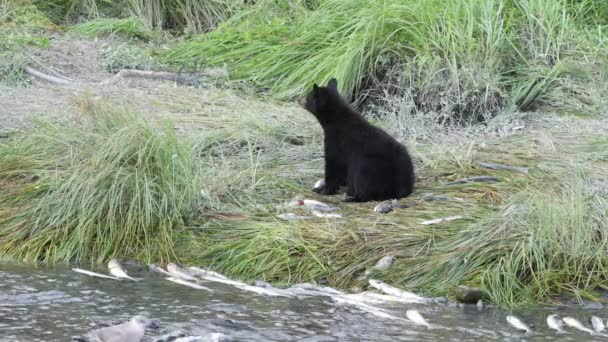 Valdez Alaska American Black Bear Ursus Americanus Feeding Salmon Alongside — Wideo stockowe