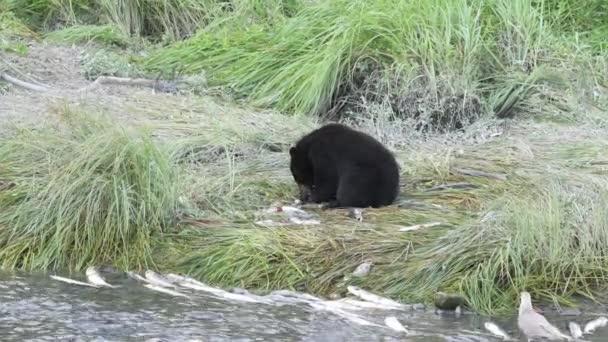 Вальдес Аляска Американський Чорний Ведмідь Урас Американський Годує Лосося Поруч — стокове відео