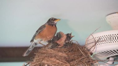 Minnesota 'daki Rakun Akıntısı. Amerikalı Robin, Turdus migratorius 'a yaklaş. Yuvadaki yavruları izleyen bir ebeveyn. Yuva açık tavan vantilatörü üzerine inşa edildi..