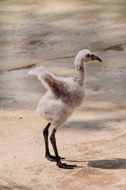 St. Paul, Minnesota 'da. Şili flamingosu. 