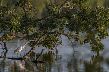 Vadnais Heights, Minnesota. Vadnais Gölü Bölge Parkı. Ulu Egret, Ardea Alba suyun altında bir ağaçta.