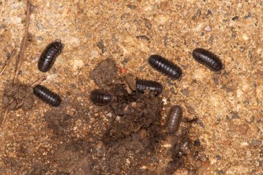 Lansing, Kansas. Meraklı Hap Ahmağı (