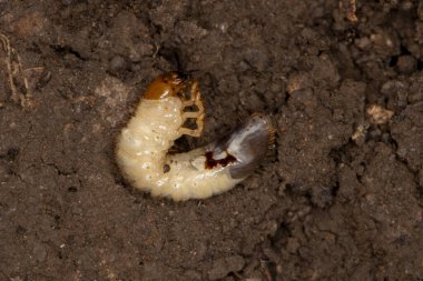 Lansing, Kansas. Beyaz kurtçuk bir kayanın altında bulundu. Solucanlar, birkaç böcek türünün olgunlaşmamış larvalarıdır. Son derece yıkıcı çim böcekleridir ve toprak yüzeyinin hemen altında ot kökleri ile beslenirler..