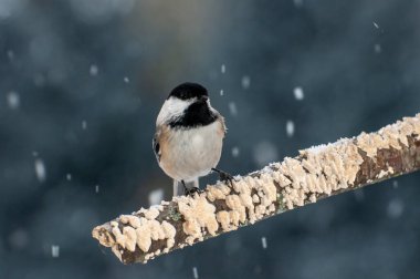 Vadnais Heights, Minnesota. Siyah başlıklı Chickadee, Poecile atricapillus kışın yağan kar altında mantarla kaplı dalda oturuyor..