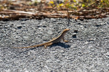 Napoli, Florida. Napoli Botanik Bahçesi. Kahverengi Anole, 