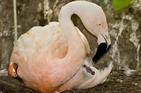 stock image St. Paul, Minnesota. Adult Chilean flamingo. 