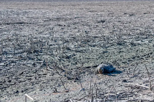 stock image Missouri. Loess Bluffs National Wildlife Refuge. Snapping Turtle, Chelydra serpentina walking to find water in a drought-stricken lake.