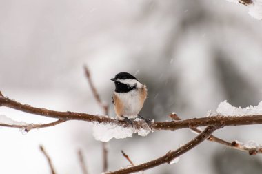 Vadnais Heights, Minnesota.  Black-capped Chickadee, Poecile atricapillus perched on a snow-covered branch in a snowstorm.