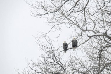 Vadnais Heights, Minnesota. Vadnais Gölü Bölge Parkı. Kar fırtınasında bir ağaç dalında oturan bir çift kel kartal..