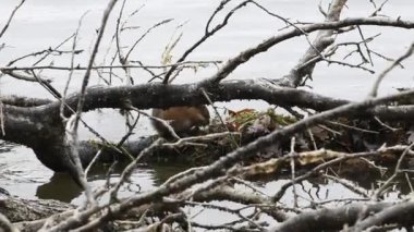 Vadnais Heights, Minnesota. Vadnais Gölü Bölge Parkı. Muskrat, Ondatra zibethicus göldeki bir dalda sakladığı bitki örtüsünü yiyor..