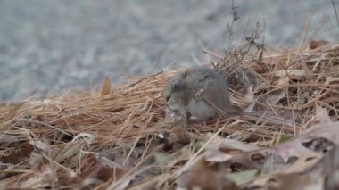 Vadnais Heights, Minnesota. Vadnais Gölü Bölge Parkı. Şirin bir geyik faresinin yerdeki bitkileri yemesi..
