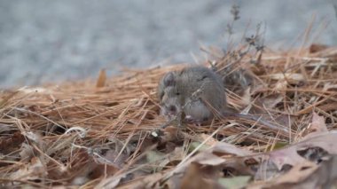 Vadnais Heights, Minnesota. Vadnais Gölü Bölge Parkı. Bir geyik faresinin yerdeki bitki örtüsünü yemesi..
