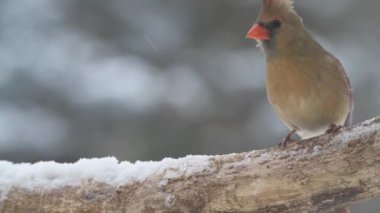 Vadnais Heights, Minnesota. Kuzey Kardinal 'i Cardinalis Cardinalis kışın bir kuş yemliğinden yemek yiyor..