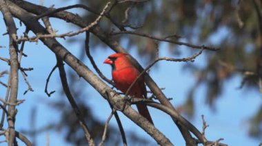 Vadnais Heights, Minnesota. Kuzey Kardinal 'i Cardinalis Cardinalis' in çıplak bir ağaç dalında yan yana oturduğu yakın plan.