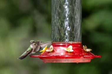 Danbury, Wisconsin 'de. İki dişi yakut boğazlı sinekkuşu, Archilochus colubris kuş yemliğinde aynı noktaya ulaşmaya çalışıyor.. 