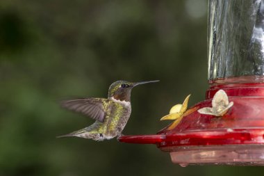 Danbury, Wisconsin 'de. Erkek yakut boğazlı Hummingbird, Archilochus colubris kuş yemliğinden beslenen açık kanatlı.