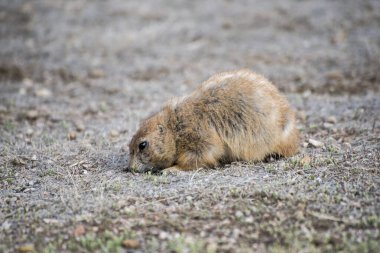 Güney Dakota. Badlands Ulusal Parkı. Kara kuyruklu çayır köpeği, Cynomys ludovicianus. Çorak bir çayırda yiyecek arayan çayır köpeği..
