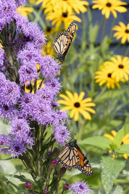 Vadnais Heights, Minnesota. Bir çift kral kelebeği, Danaus pleksippus Meadow Blazingstar 'la besleniyor.