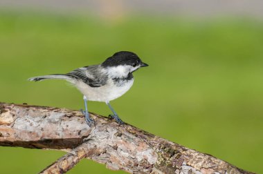 Vadnais Heights, Minnesota. Siyah başlıklı Chickadee, Poecile atricapillus güzel yeşil arka planı olan bir dala tünemişti..