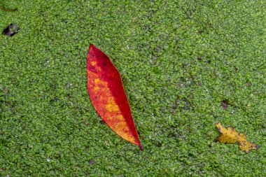 White Bear Kasabası, Minnesota. Tamarack Doğa Merkezi. Ördek otunun üzerindeki güzel kırmızı sumac yaprağı.. 