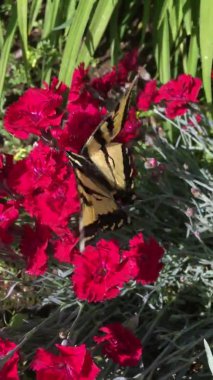 Batı Kaplanı Kırlangıç (Papilio rutulus) kelebeği yazın arka bahçedeki bir bahçeye Kırmızı Pembeler ve Dianthus çiçeklerine konar. Utah 'taki kaplan kelebeğine yaklaş. Dikey çekim.